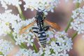 Polistes semenowi